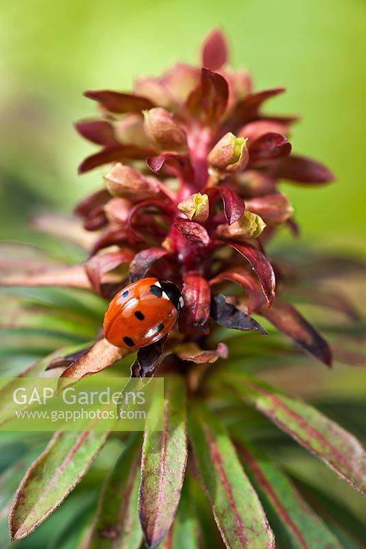 Six spot laybirdon Euphornia 'Walbertons Rudolf' 