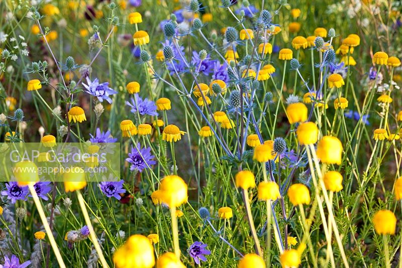 Combination of drought-resistant plants - Allium sphaerocephalon, Anthemis tinctoria, Catananche caerulea and Eryngium