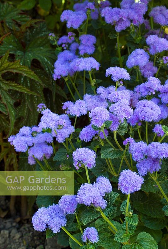 Ageratum houstonianum 'Blue Horizon' with a begonia at Great Dixter