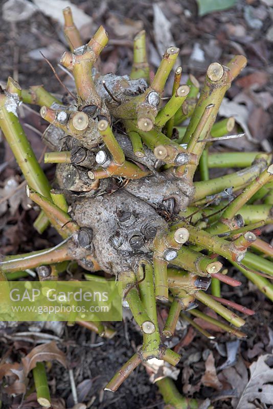 Cornus alba 'Sibirica' hard-pruned to promote deep red new growth stems