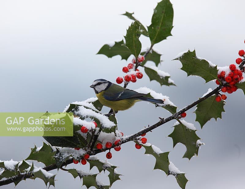 Parus caeruleus - Blue tit perching in snow covered holly