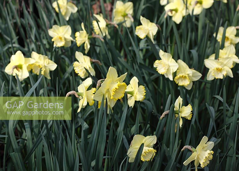 Narcissus 'St Patricks day' plants in flower