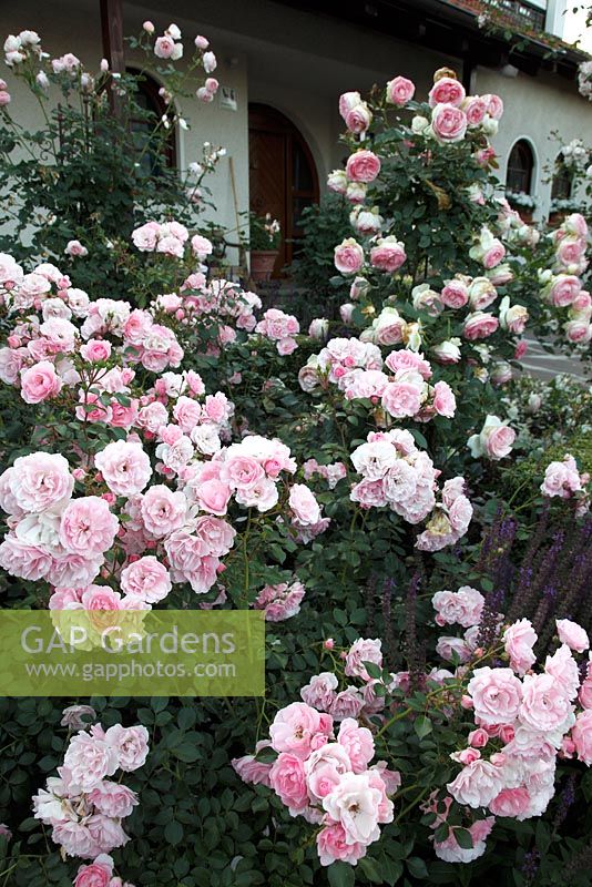 Front garden with Rosa 'Eden Rose' and Rosa 'Bonica 82'