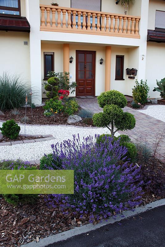 Front garden with Lavandula and topiarized shrubs