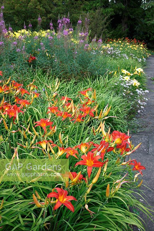 Hemerocallis border with Epilobium angustifolium