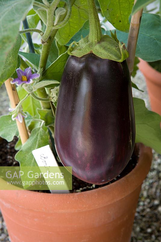 Aubergine 'Bonica' in a terracotta pot in the greenhouse at West Dean gardens, Sussex