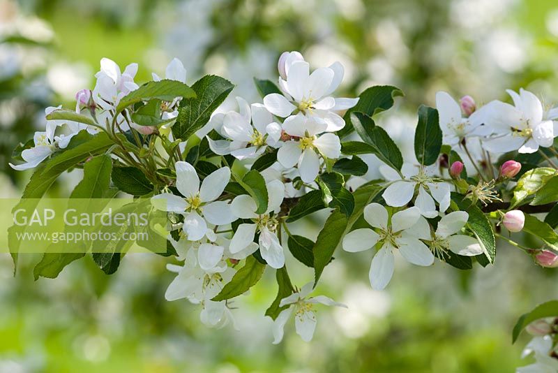 Malus 'Comtesse de Paris' syn. 'Comptessa de Paris' in blosssom - Crab apple