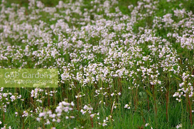 Cardamine pratensis - Cuckoo Flower in meadows at Gardd Fotaneg Genedlaethol Cymru - National Botanic Garden of Wales