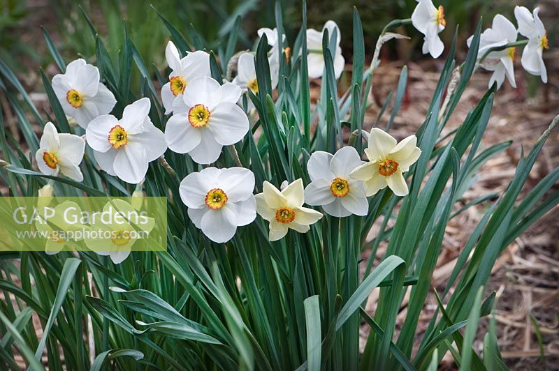 Narcissus poeticus - Poet's Daffodil, Pheasant's Eye