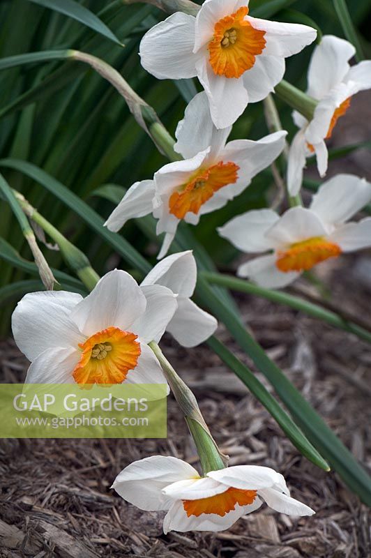 Narcissus 'Barrett Browning'