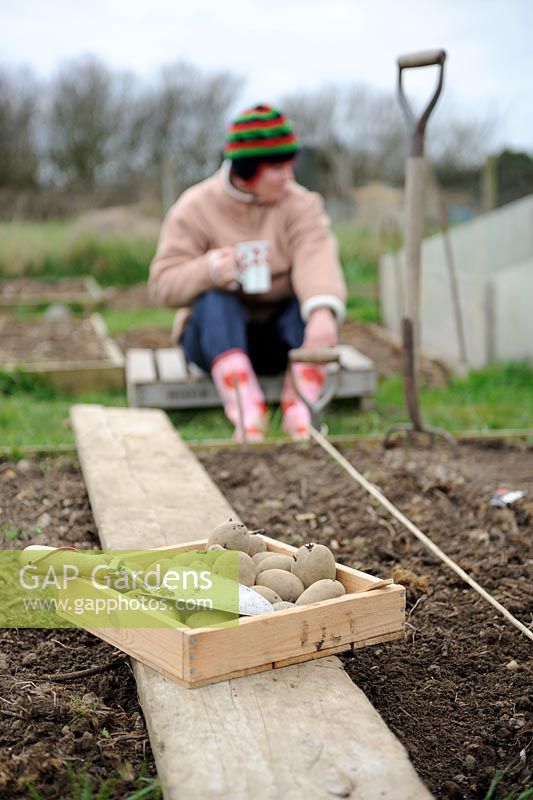 Woman gardener drinking a cup of tea whilst planting early Potatoes on allotment, Norfolk, UK, April