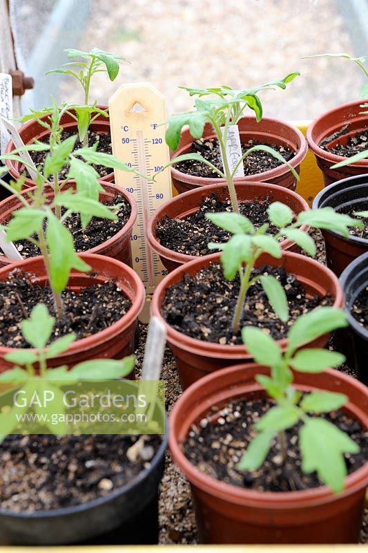 Young Tomato plants in greenhouse propagator showing thermometer, Norfolk, UK, April
