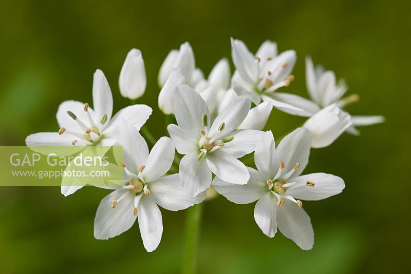 Allium cowanii