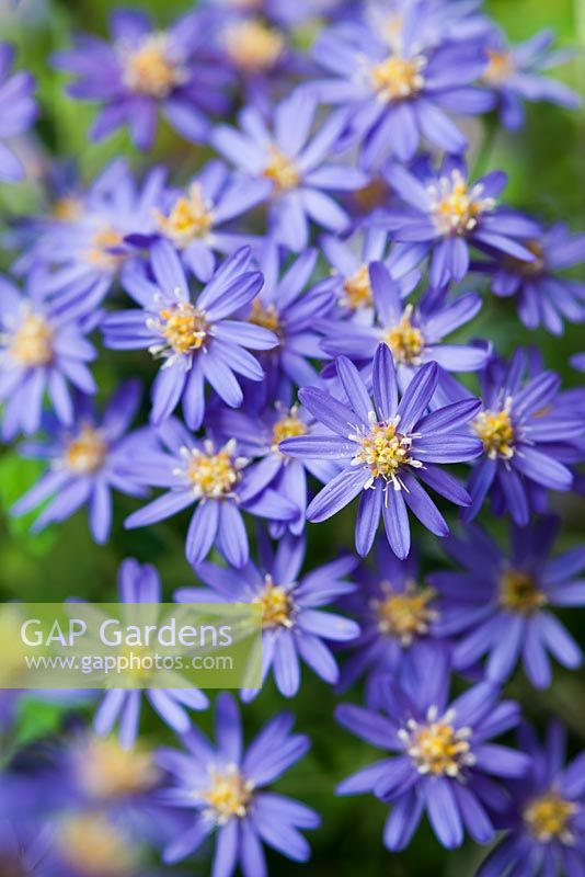 Olearia x scilloniensis 'Master Michael'