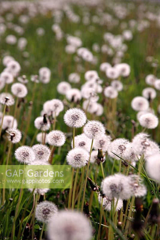 Dandelion clocks await a gust of wind to distribute the seeds- Taraxacum officinalis
