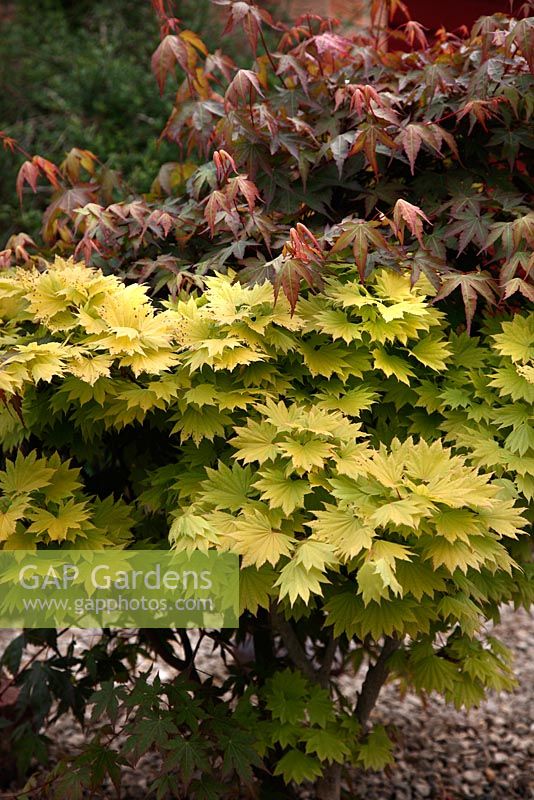 A grafted plant of Acer shirasawanum 'Aureum' AGM in danger of being dominated by the roostock of Acer palmatum