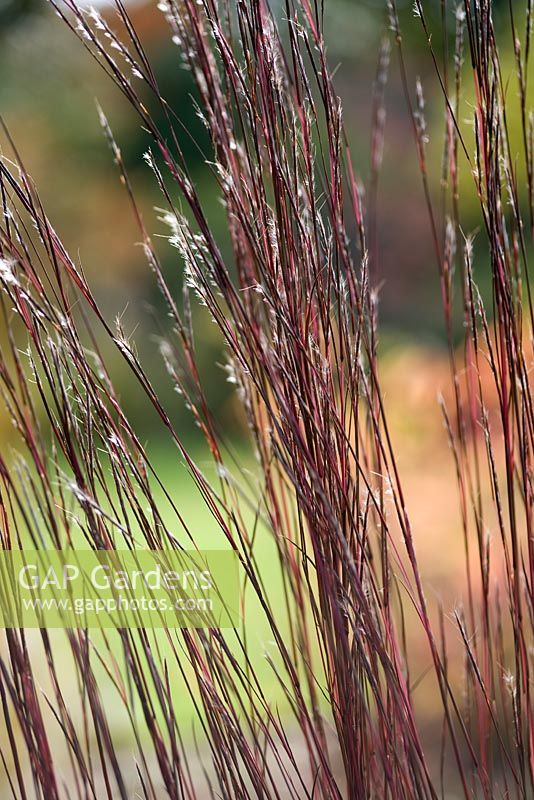 Schizachyrium scoparium - Little Bluestem in October 