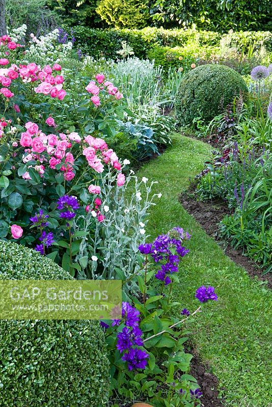 Lawned path and borders of Campanula glomerata, Rosa 'Angela', Lychnis coronaria 'Alba', Buxus sempervirens and Hosta