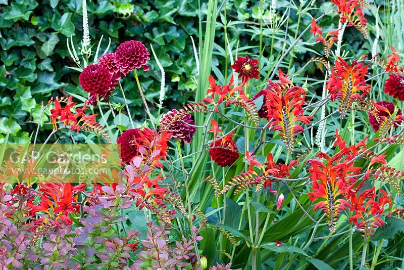 Berberis thunbergii 'Atropurpureum', Crocosmia 'Lucifer', Dahlia