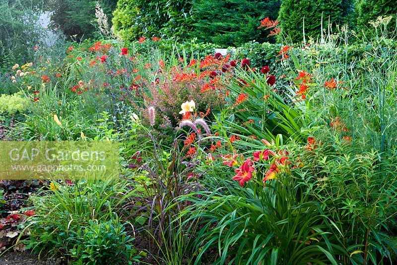 Hemerocallis  'Little Joy', Crocosmia 'Lucifer', Berberis  thunbergii 'Atropurpureum',  Pennisetum setaceum 'Rubrum', Dahlia, Hedera helix, Heuchera micrantha 'Rachel'