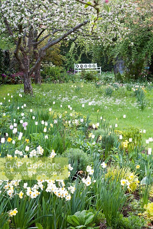 Narcissus 'Geranium', Narcissus 'Barrett Browning', Tulipa 'Maureen' with flower meadow and flowering appletrees