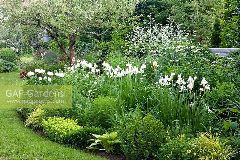 Hakonechloa macra 'Aureola', Origanum vulgare 'Aureum', Crambe cordifolia, Paeonia 'Jan van Leven', Iris sibirica 'Alba'