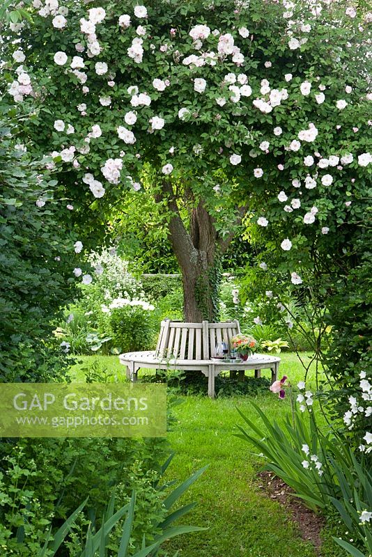 Arch with Rosa 'Adélaide d'Orléans', wooden bench around tree
