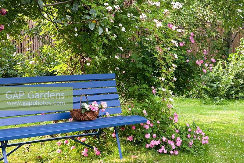 Blue wooden bench next to Rosa 'Helenae' and Rosa 'Raubritter'