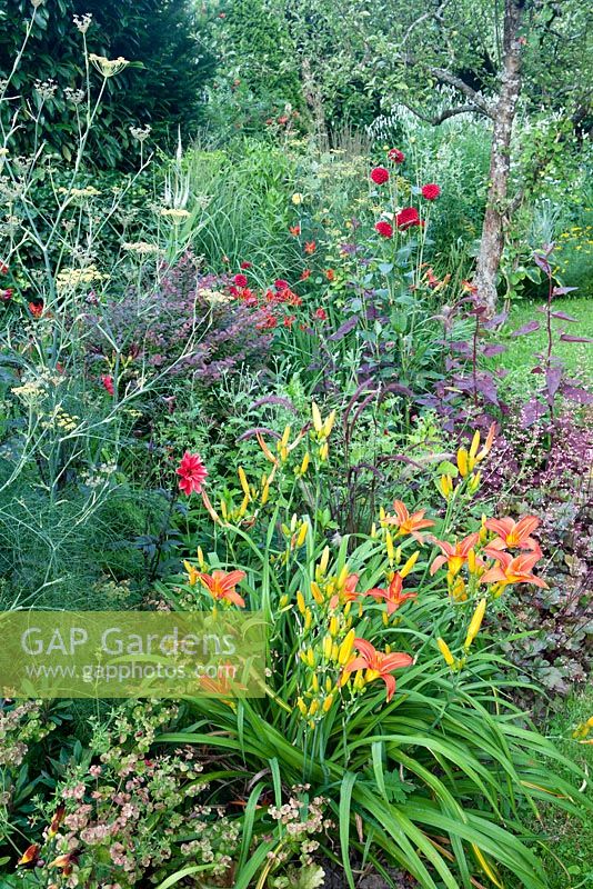 Hemerocallis 'Little Joy', Crocosmia 'Lucifer', Berberis  thunbergii 'Atropurpureum', Pennisetum setaceum 'Rubrum', Heuchera micrantha 'Rachel', Dahlia 'Bishop of Llandoff', Foeniculum vulgare 'Atropurpureum', Atriplex hortensis