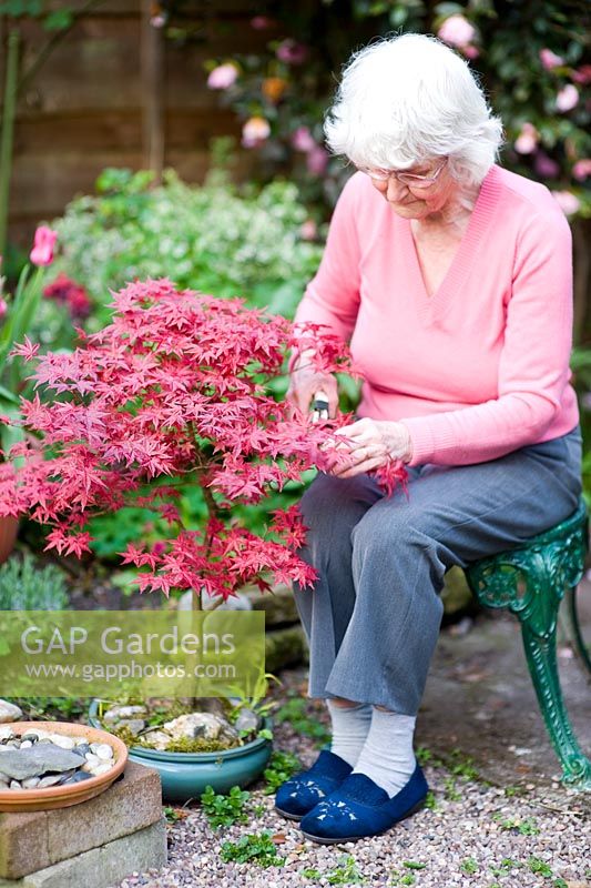 Garden owner, Mary Eastwood, pruning an acer in her garden - 35 Heyes Lane