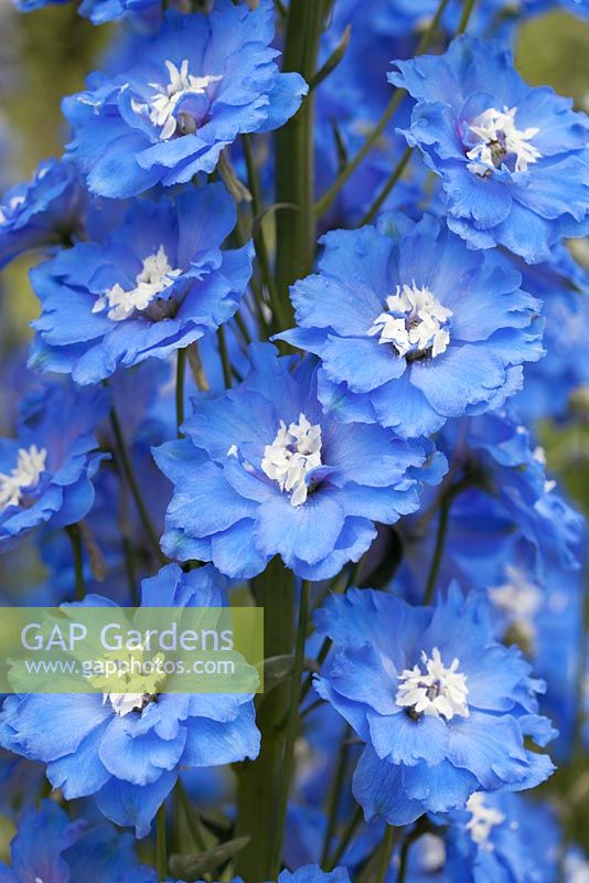 Delphinium elatum 'Langdon's Blue Lagoon'