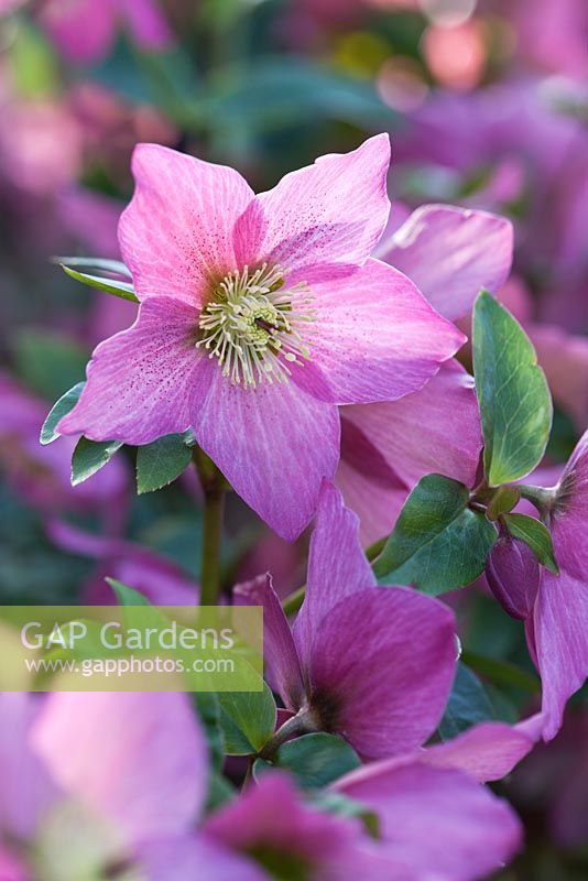 Helleborus 'Walberton's Rosemary'