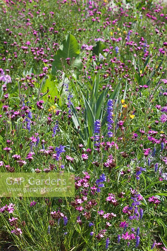 North American perennial prairie meadow, RHS Gardens Wisley. Dianthus carthusianorum, Echinacea, Oenothera tetragona, Penstemon