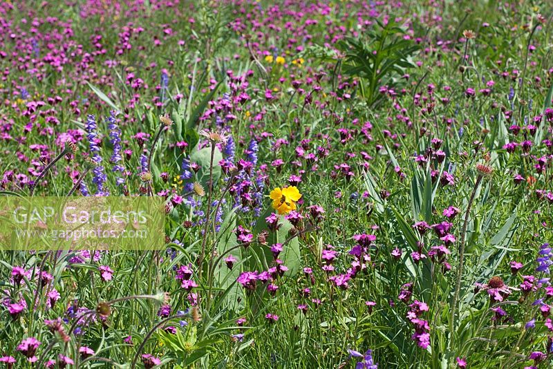 North American perennial prairie meadow, RHS Gardens Wisley. Dianthus carthusianorum, Echinacea, Oenothera