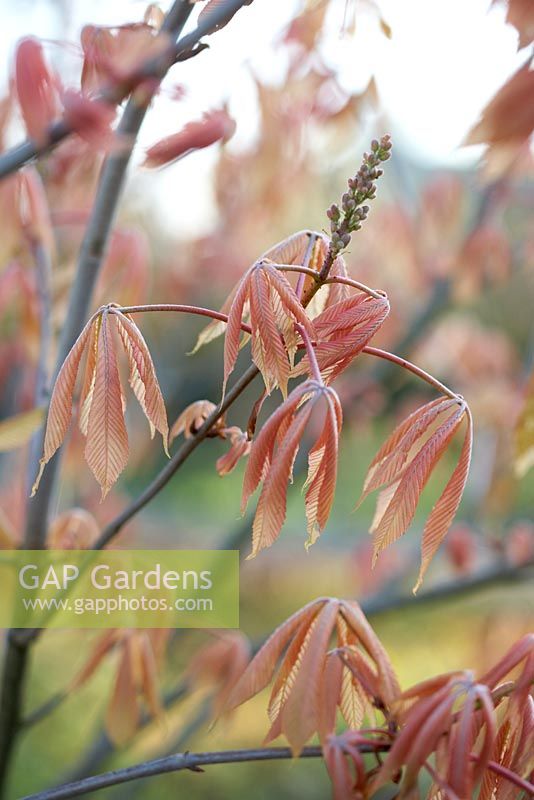 Aesculus x neglecta 'Erythroblastos'