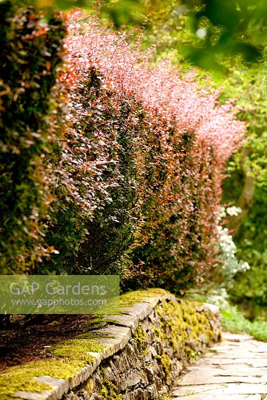 Berberis 'Rose Glow' - Kiftsgate Court Garden, Chipping Campden, Gloucestershire, UK