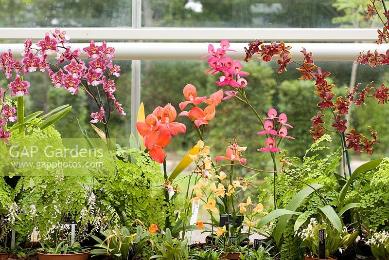 Orchids in the moist temperate zone - RHS Wisley, UK