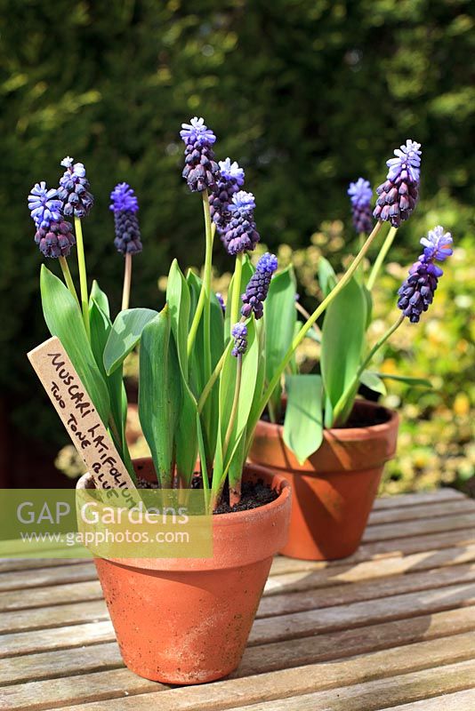 Terracotta pots of Muscari latifolium 'Two Tone Blue' on a wooden bench