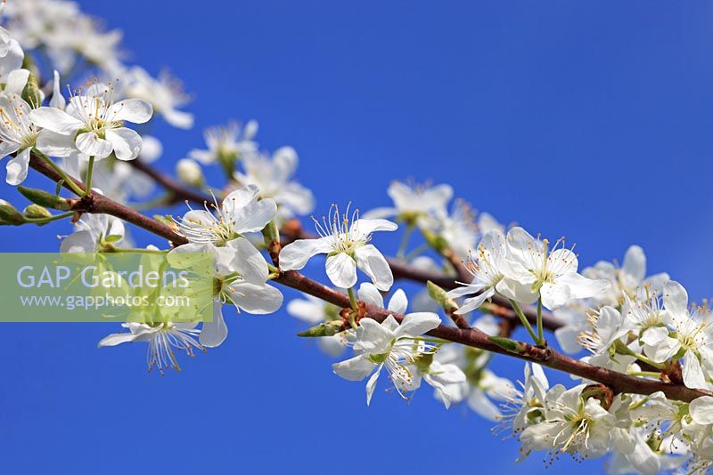 Prunus insititia 'Merryweather Damson' in early April
