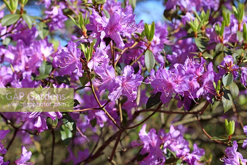 Rhododendron augustinii flowering in April