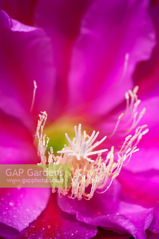 Epiphyllum 'Whatta Dream'  - Cactus flower
