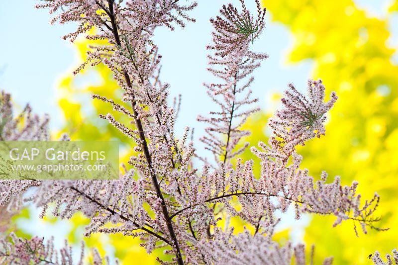 Tamarix ramosissima - Tamarisk tree flowering