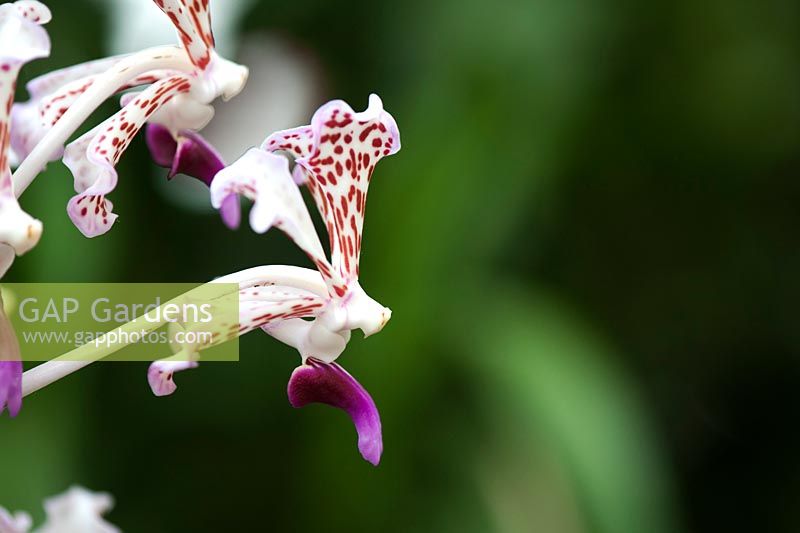 Vanda triclour var. suavis - The Soft Vanda orchid