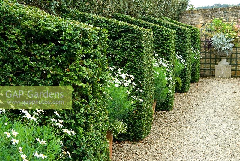 Buxus - Box buttresses alternate with pots of white flowered Argyranthemums in the White Garden. Bourton House, Bourton-on-the-Hill, Moreton-in-Marsh, Glos, UK