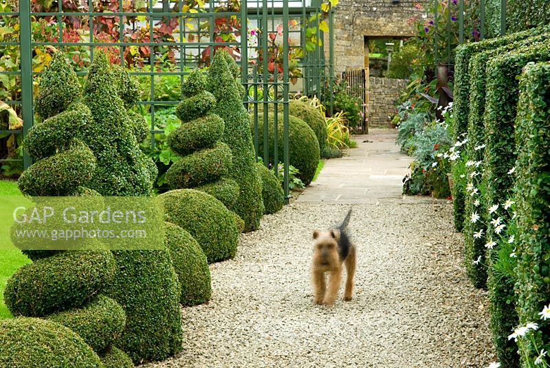 Buxus - Box buttresses alternate with pots of Argyranthemums - Marguerites,  in the White Garden opposite a line of spirals and cones. Bourton House, Bourton-on-the-Hill, Moreton-in-Marsh, Glos, UK
