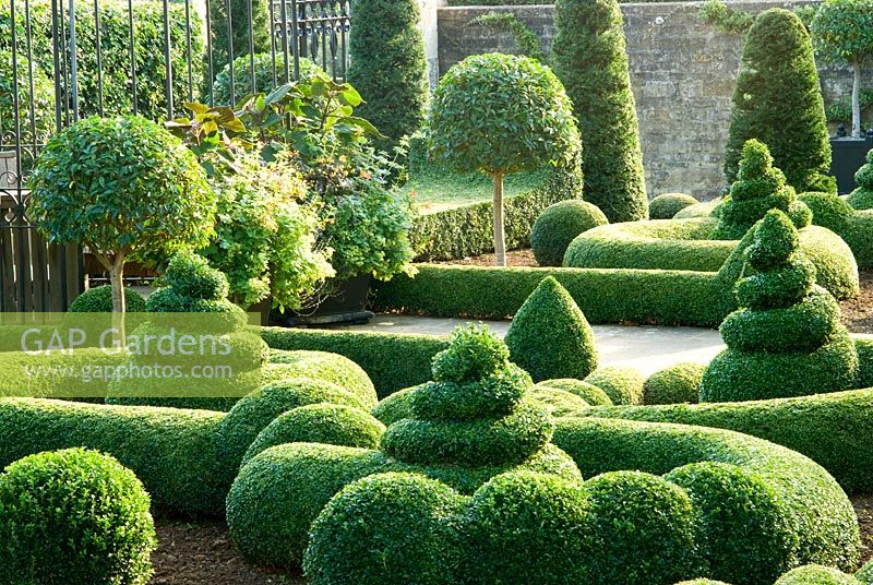 Clipped Buxus - Box and Taxus - Yew in the Parterre Garden
 with standard Laurel and gazebo by Richard Overs. Bourton House, Bourton-on-the-Hill, Moreton-in-Marsh, Glos, UK