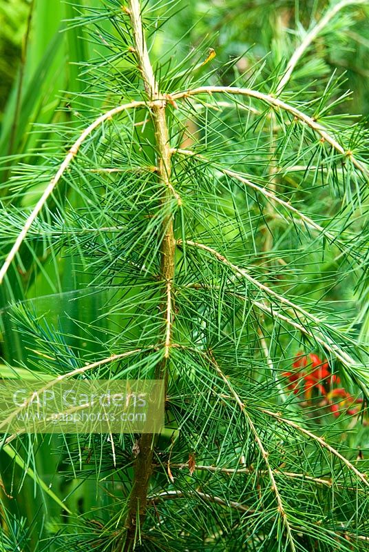 Cedrus deodara 'Feelin' Blue' - Beggars Knoll, Newtown, Westbury, Wiltshire, UK