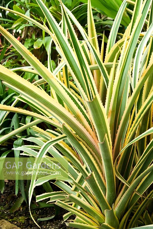 Ananas comosus 'Variegatus'