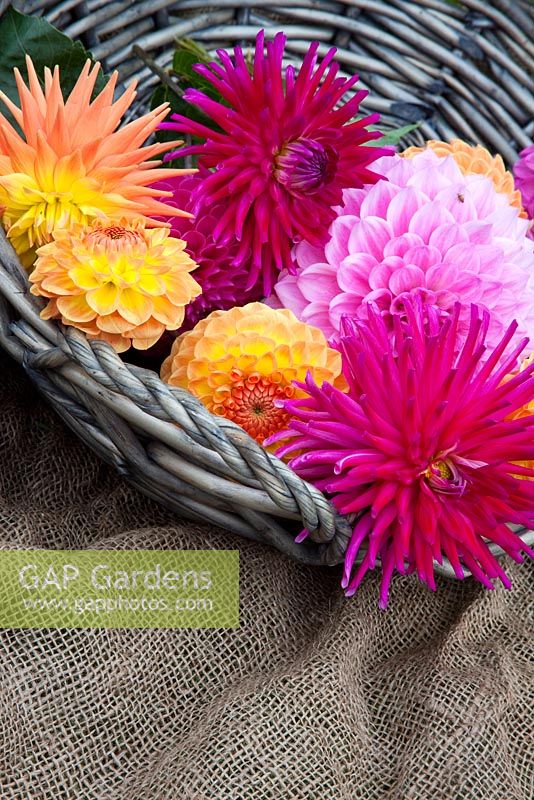 A basket of mixed Dahlias