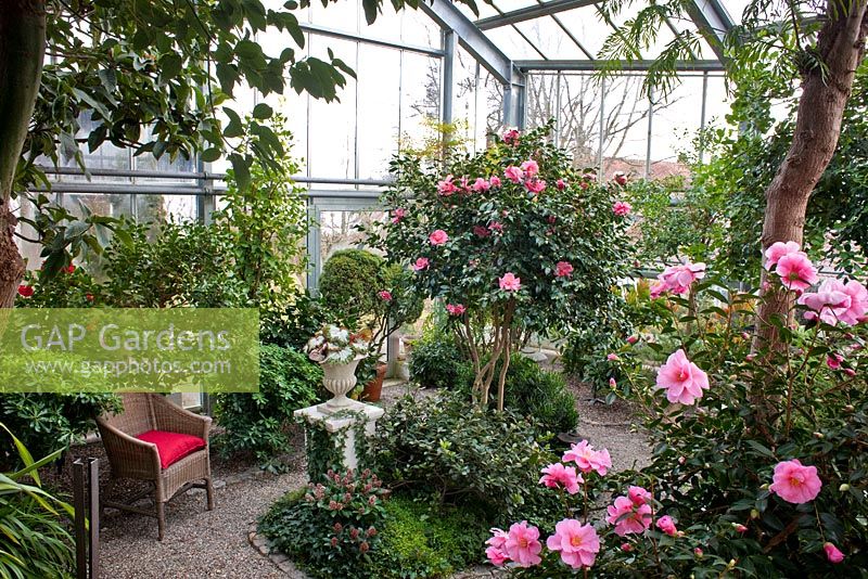 Camellias in the glasshouse with subtropical climate, Begonias in an urn on a plinth and a gravel path with stepping stones winds through the planting. Other planting includes Cinnanomum camphora, Grevillea robusta, Pittosporum tobira nana and Skimmia japonica. The climate fits tender evergreen shrubs - Wintergarten, Germany